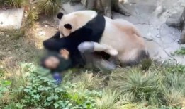 熊猫饲养员最新爆料信息,饲养员最新爆料揭示国宝日常